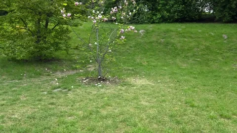 Slow approach to a tree on which pink magnolias are blooming. Vídeo Stock 273102526