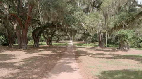 Slow approaching shot through trees draped with spanish moss Stock Footage 164498457