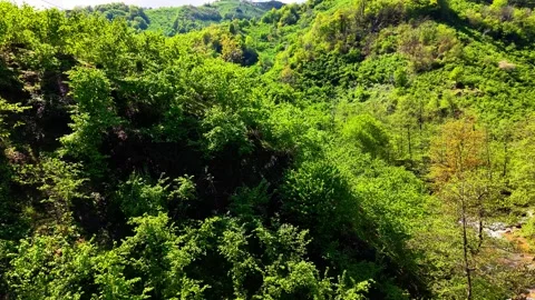 Slow Ascending Drone Flight from Forest Creek to Lush Green Hillside in Sunny Stock Footage 337699632