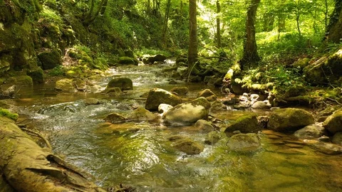 Slow backwards flight close to forest river 動画素材 129566200