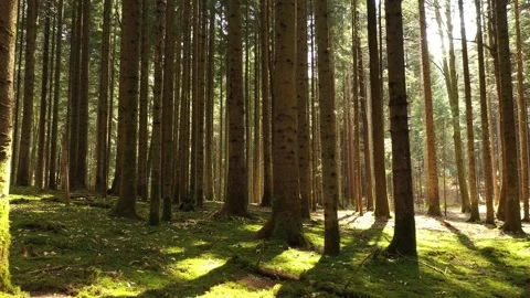 Slow backwards flight in sunny mossy forest Stock Footage 337734617