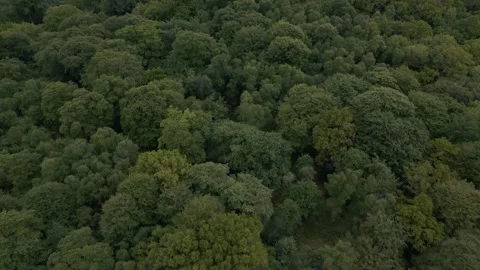 Slow backwards move over lush forest of trees some clearings visible Stock Footage 297171254