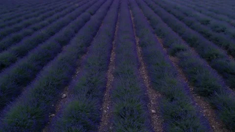 Slow Beautiful Drone Aerial View Over Lavender Field at Sunset in Southern .. Stock Footage 313453196