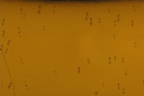 Slow Beer Bubbles and Pour Video stock 112136