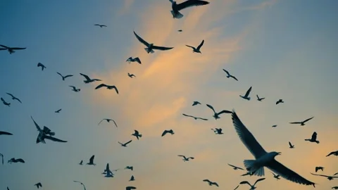 Slow birds at sunset Stock Footage 318032532