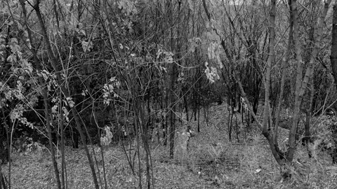 Slow Black and White Forest – Contemplative and Mysterious Atmosphere Stock Footage 313898631