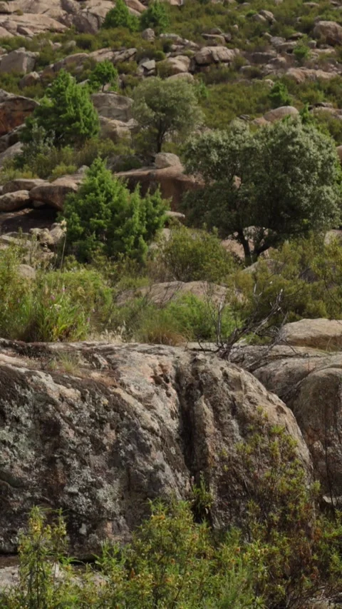 Slow bottom-to-top camera movement revealing the natural texture Stock Footage 336673742