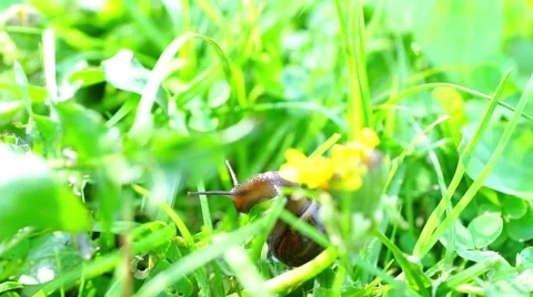 Slow brown snail climbing grass Stock Footage 42188276