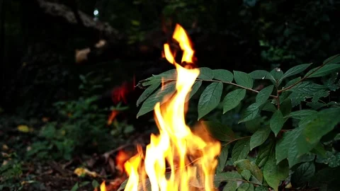 A slow-burning fire in the woods engulfs the leaves and branches of a tree Stock Footage 248531209