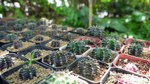 Slow cactus outdor Stock Footage 231016802