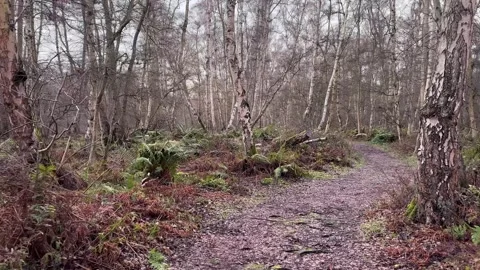 Slow calm stroll through the late winter woodland Stock Footage 329177216