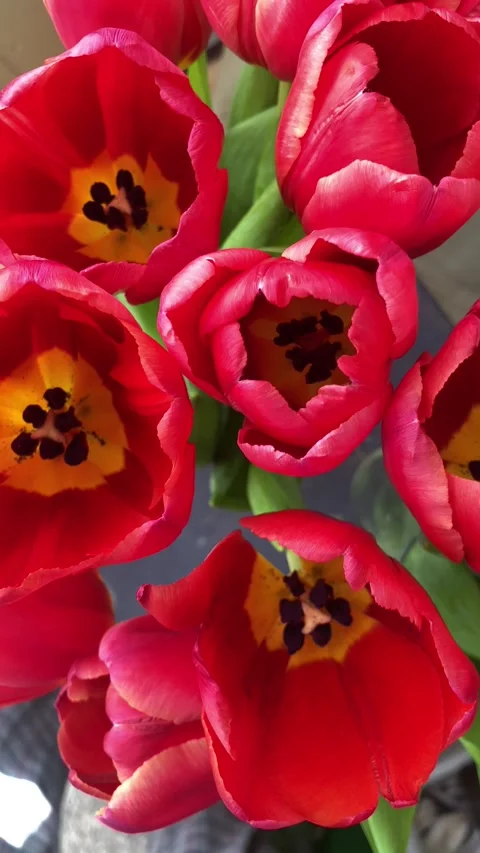Slow camera move over bright red tulips macro floral background Stock-Footage 331654672
