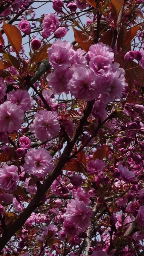 Slow camera move through pink cherry blossom branches Stock Footage 337543021