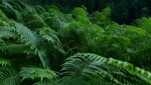 Slow Camera Movement Across Lush Green Ferns in Dense Forest Video stock 300200001
