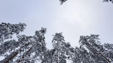 Slow Camera Movement Across Snow Covered Pine Treetops in Winter Stockbeeldmateriaal 300199634