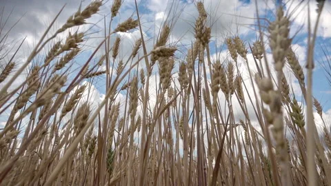 Slow camera movement along the field, ears of wheat on the field during the day Stock Footage 236402190