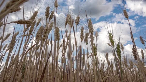 Slow camera movement along the field, ears of wheat on the field during the day Stock Footage 236503713