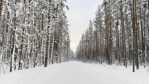 Slow Camera Movement Along Snow Covered Forest Road in Winter Video stock 300199446