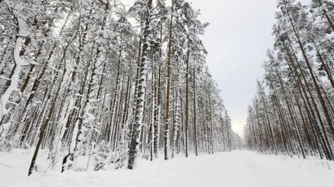 Slow Camera Movement Along Snow Covered Forest Road in Winter Video stock 300199553