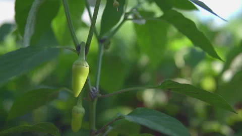 Slow camera movement around a sweet pepper plant with unripe fruit Stock Footage 202537459