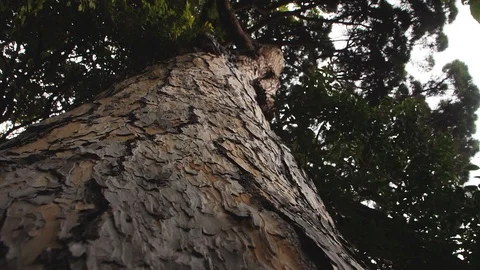 Slow camera movement down along pine tree trunk 스톡 동영상 108997585