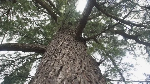Slow camera movement down along pine tree trunk Stock Footage 108997858