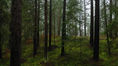 Slow camera movement inside evergreen woods Stock Footage 320496507