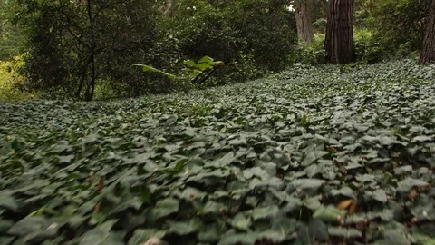 The slow camera movement over a glade of ivy Stock Footage 99728483