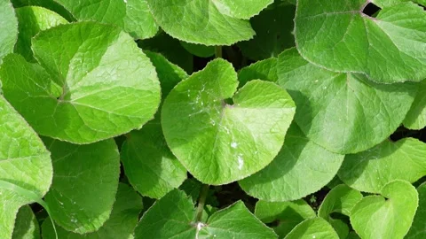Slow camera movement over winter heliotrope leaves seamless loop Stock Footage 335217467
