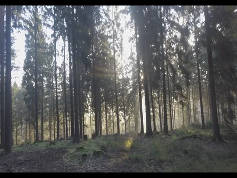 Slow camera movement through the forrest while sunrise Stock Footage 77063725