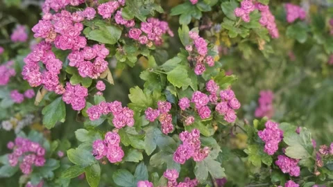 Slow Camera Movement through a Pink Flowering Bush 動画素材 248595366
