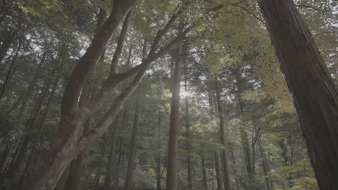 Slow Camera Movement Through Sunlit Green Leaves and Trees Log Stock Footage 345477029