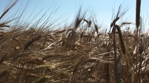Slow camera movement through a wheat field Video stock 137485611