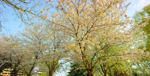 Slow camera movement towards Cherry Blossom Tree Stock Footage 64026096