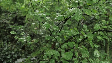Slow camera movements showing a shrub in the rain Video stock 117417310