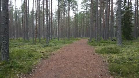 Slow camera moving along forest road Stock Footage 144380384