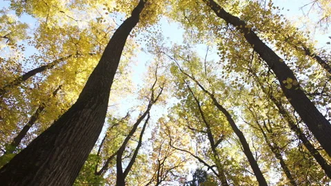 Slow camera overlooking the crowns of autumn trees Stock Footage 96384189