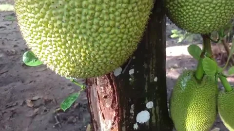 Slow Camera Pan on Jackfruit Tree Loaded With Fruits in Vietnam Stock-Footage 337156759