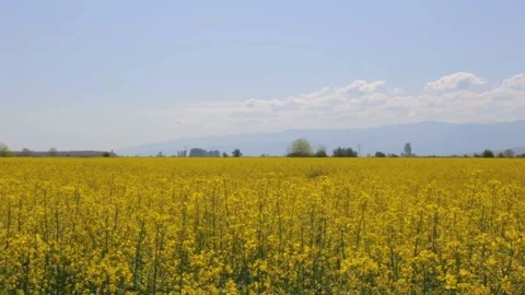 Slow camera pan over beautiful rapeseed field Stock Footage 99598143