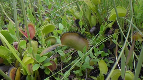 Slow camera pan over Venus flytraps Stock Footage 220067824