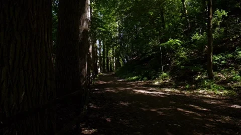 A slow camera pan on a pathway with old trees Stock Footage 132426723