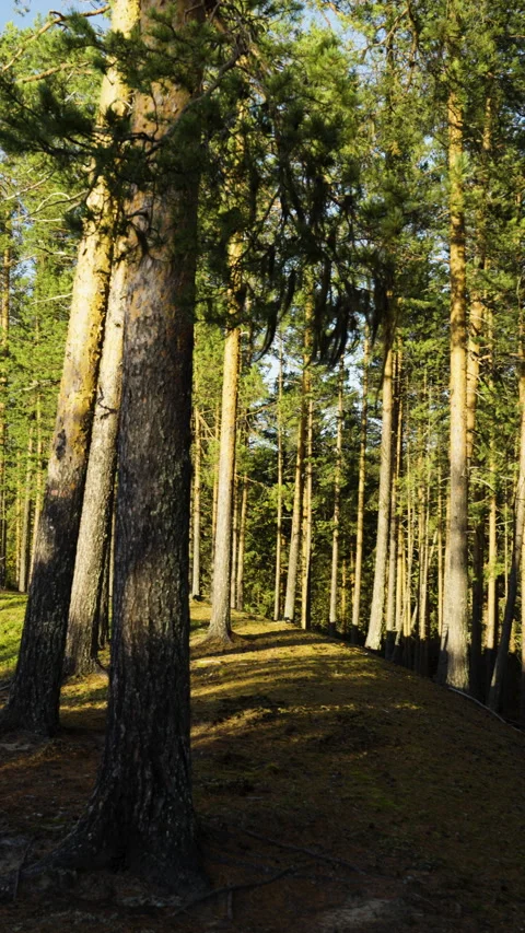 Slow camera pan revealing a sunlit pine forest growing on sand dunes in a b.. Stock Footage 323970316