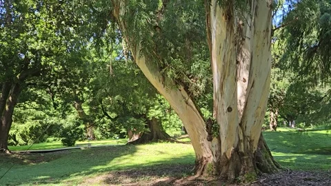 Slow camera pan reveals a large multi-trunk eucalyptus tree, sunlit green lawn Stock Footage 344886329
