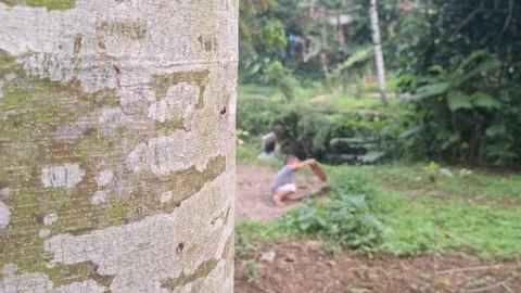 Slow Camera Pan Up on Tree Stock Footage 320920981