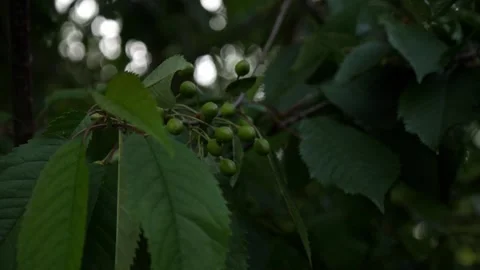A slow camera pan of young green fruits on a cherry tree Stock Footage 132559691