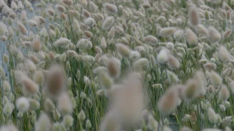 Slow camera push in tracking shot through a field of bunny tail grass Stock Footage 335315747