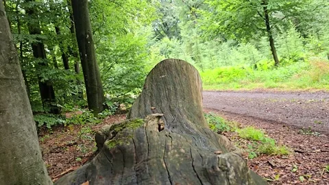 Slow camera push-in tracking shot moving along the textured trunk of a fall.. Stock Footage 343951294