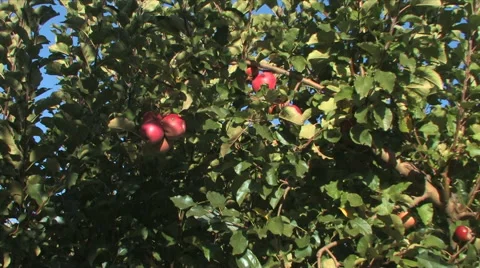 Slow camera reveal of an apple tree with fruit in an apple orchard 스톡 동영상 56224715