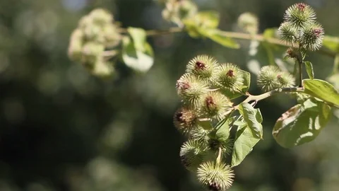 Slow camera slide in front of a thistle with a sharpness relocation Stock Footage 93929950