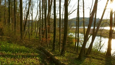 Slow Camera Sweep Across a Forest at Sunset, Highlighting Golden Sun Rays Str Stock Footage 309024121